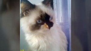 Мурка ты мой котёночек,Мурка ты мой мурёночек!