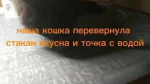 наша кошка умеет переворачивать стакан
