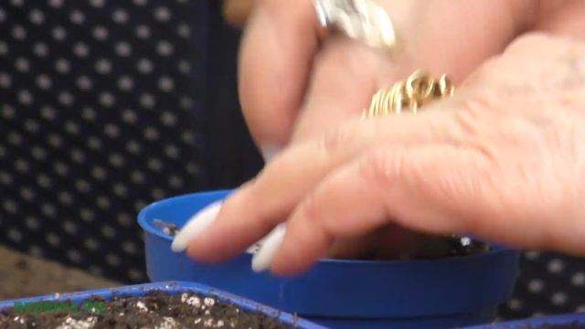 Сезон размножения - ампельные растения.