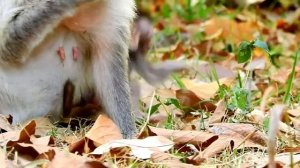 Baby monkey newborn got sweet milk from mummy