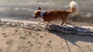 Лаврик - не глупая собака, первый лед на озере