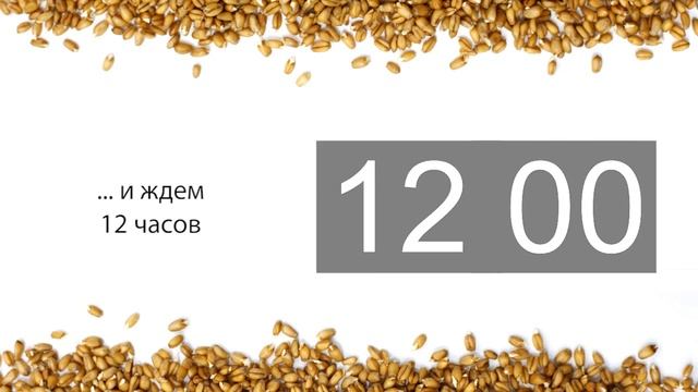 Проращивание пшеницы