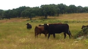 VISITA GANADERÍA TORO BRAVO + LEDESMA