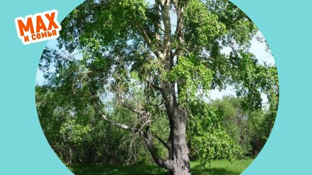 Развивающее видео I Учим деревья с Максимом
