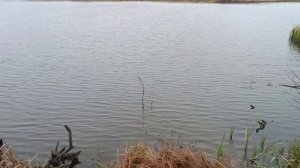 по просьбе подписчиков , ловля живца гальяна на подъёмник