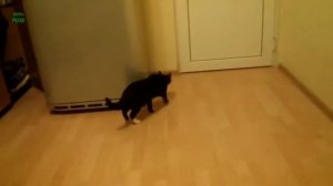 Кошки открывают двери