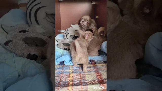 Щенки #чихуахуа
Свободна лиловая девочка