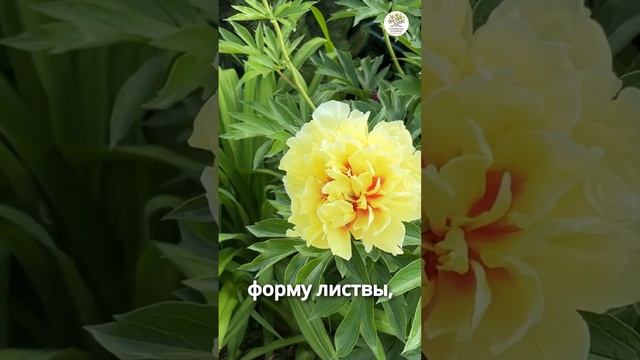 Отличия пионов травянистых от древовидных и ито гибридов #shorts #огород #дача #сад #пион