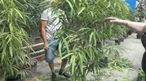 Как правильно обрезать фикус различных видов.