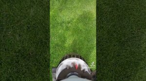 Siewnik Solo 421. Regeneracyjne nawożenie trawnika po upałach, nawóz organiczny.