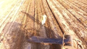 Уборка мульчирующей плёнки