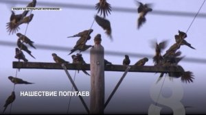 НОВОСТИ ИЗ ИНТЕРНЕТА