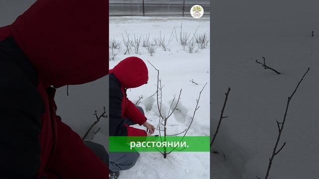 Весенняя обрезка молодой сливы за 1 минуту #shorts