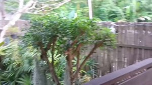 Kata beach Phuket | Пляж Ката на о. Пхукет