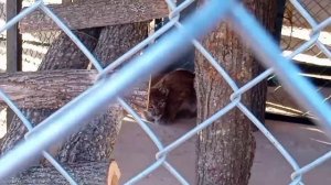 Удивительные животные на ферме ( Великолепный страус)