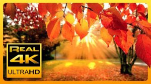 4K Autumn Forest & Relaxing Piano Music - Beautiful Fall Leaf Colors in 4K UHD - 2 Hours