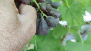 Кишмиши Подарочный и Алмаз!🍇🍇🍇.mp4 WhatsApp и Viber +79528500417. Тел. +79054033245.