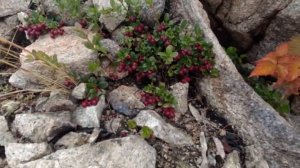 Берега п-ова Святой Нос