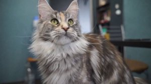 МЕЙН-КУН И СИБИРЯК В ОДНОМ ДОМЕ/КАК ЖИВУТ? #мейнкун #сибирскаякошка