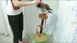 ОРЕЛ-КАРЛИК ДОМА. ПЕРВЫЕ ВПЕЧАТЛЕНИЯ (рус.субтитры)