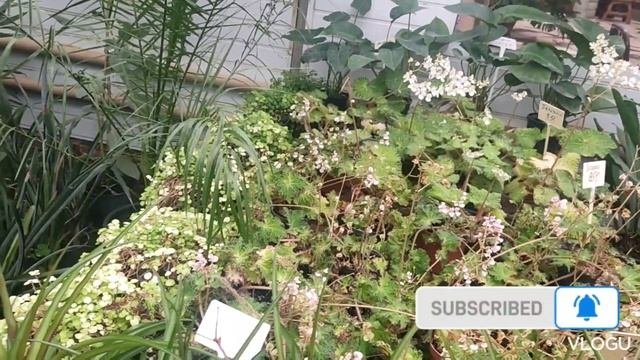 САДОВЫЙ ЦЕНТР/растения для сада и Дома