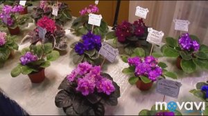 Выставка фиалок 20-23 ноября 2019 г.