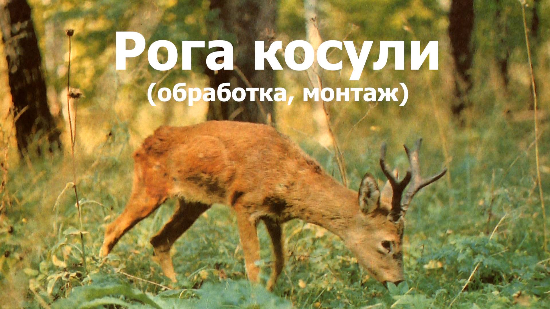 Рога косули