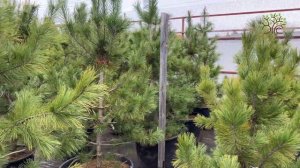 Агроном Егорьевского питомника Никитенко Александра показывает сосны кедровые в продаже