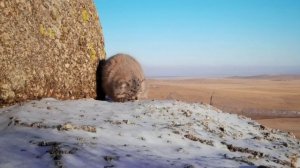 Манул в естественной среде обитания