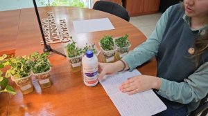 Сравнение средств защиты гороха от плесени: фитоспорин, марганцовка, купорос, ...