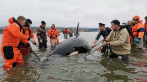 Оказались в ловушке: как спасали застрявших на мели косаток на Камчатке