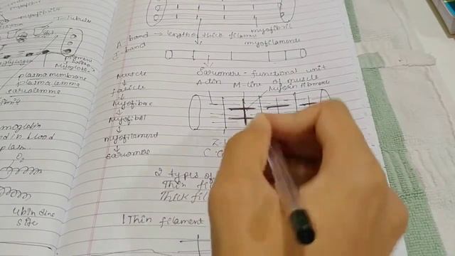 Locomotion and Movement in Tamil L-05 Lines and bands of Sarcomere Ft.Nikhil