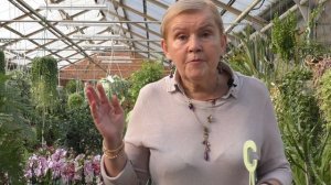 Крестовник Роули.(Сенецио)