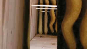 Японский улий. Ещё раз о его размерах.