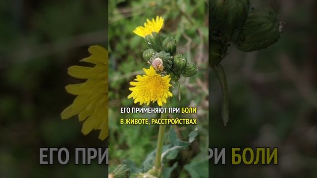 от депрессии и тревоги