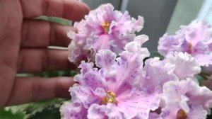 Фиалки. Несколько сортов из моей коллекции.