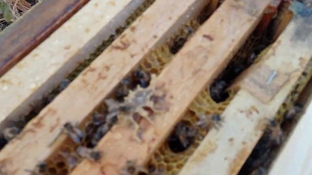 8 рамочники дерево.борьба с грызунами смотреть онлайн