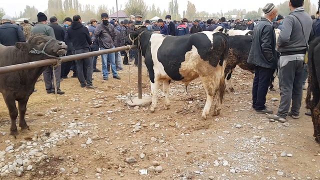 MARG'ILON QUM TEPA CHORVA BOZORI.SIGIRLAR va BUQALAR  zuri 21,10,28.