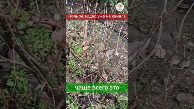 Обрезка плодовых кустов. Сроки #shorts