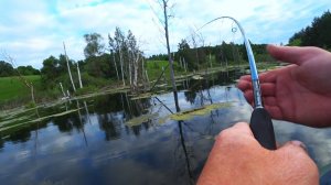 ЩУКИ ЖРУТ ЕЁ В ШАХТУ ИДЕАЛЬНАЯ ПРИМАНКА ДЛЯ МАЛЕНЬКИХ ПРУДОВ