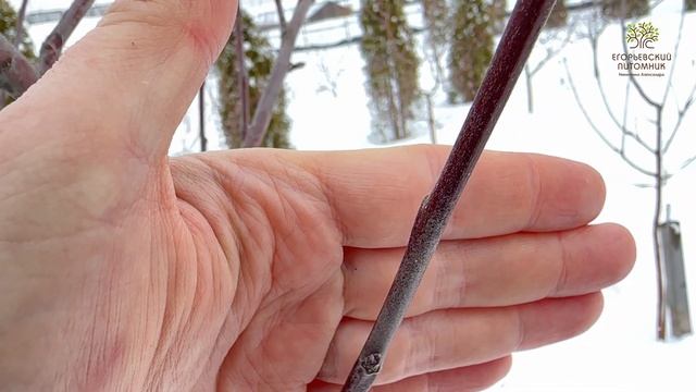 Учимся отличать плодовые почки от обычных на яблоне. Егорьевский питомник Никитенко Александра.