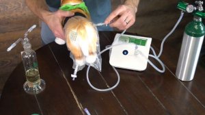 How to Ozone Limb Bag your pet