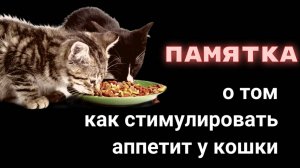 Памятка о том, как стимулировать аппетит у кошки.