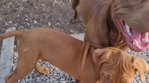 У нас плохая погода, щенки стали меньше гулять на улице.