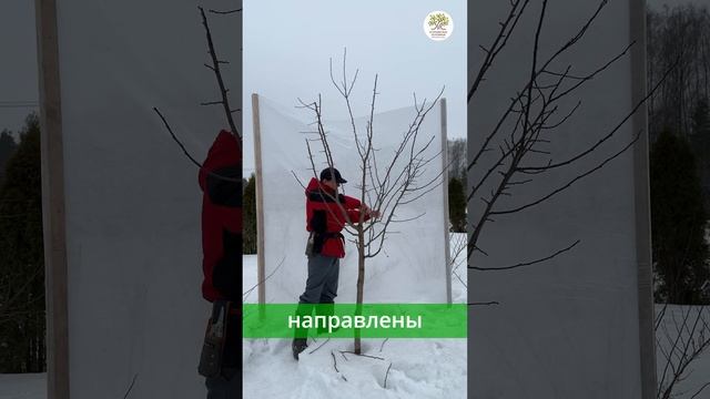 Весенняя обрезка сливы за 1 минуту #shorts