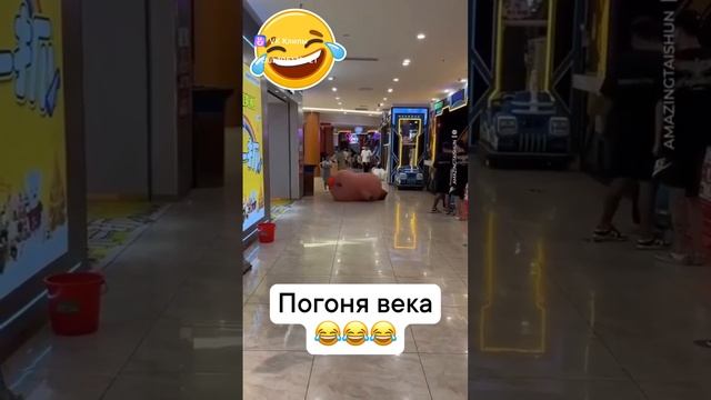 погоня века.🤣