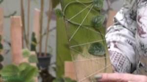 Рафидофора — комнатная лиана.