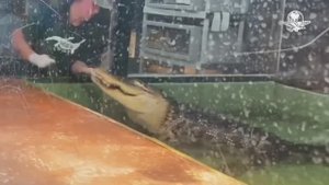 Будьте осторожны с крокодилами