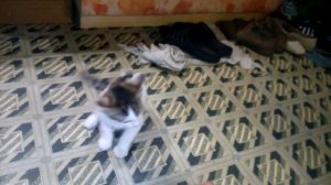 мурзик август 2016.mp4