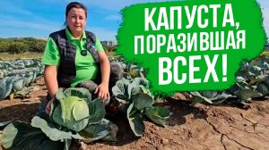 Новый гибрид капусты с удивительными результатами!